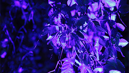 THE WORLD OF LEONARDO